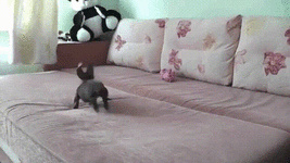 ZOOMIE DOGGY PINK.gif