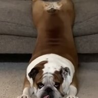 Enzo Brees