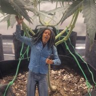 TooHigh CY
