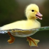 Johnny Quack