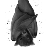 Bat C.