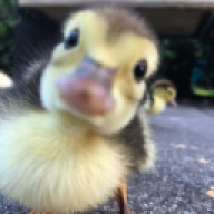 Daisy Vega