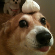 Daave Dogg